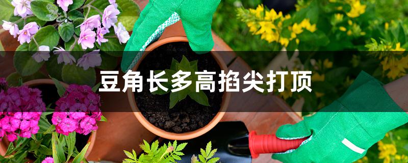豆角长多高掐尖打顶 豆角长多高掐尖打顶