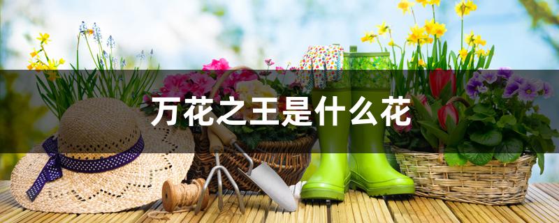 万花之王是什么花 万花之王是什么花