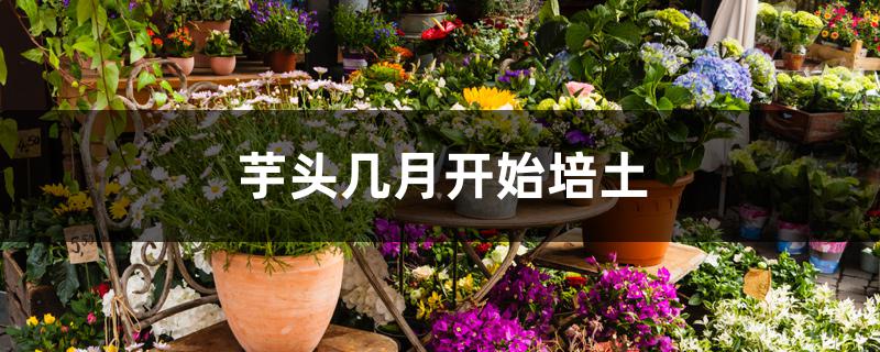 芋头几月开始培土 芋头几月开始培土