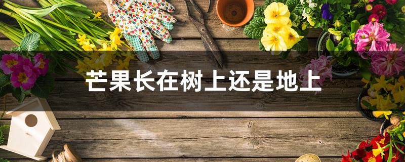 芒果长在树上还是地上 芒果长在树上还是地上