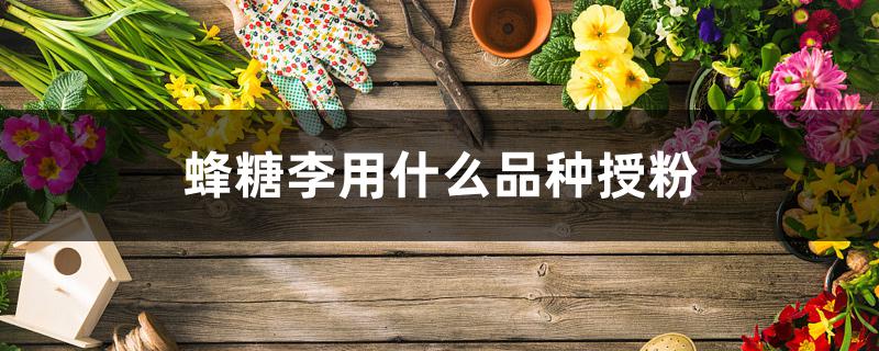 蜂糖李用什么品种授粉 蜂糖李用什么品种授粉
