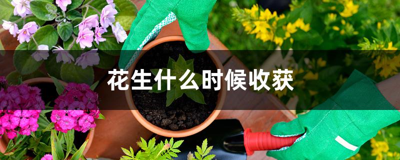 花生什么时候收获 花生什么时候收获