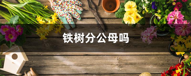 铁树分公母吗 铁树分公母吗