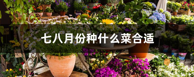 七八月份种什么菜合适 七八月份种什么菜合适