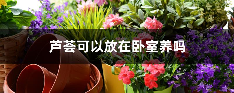 芦荟可以放在卧室养吗 芦荟可以放在卧室养吗
