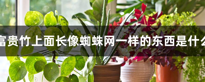 富贵竹上面长像蜘蛛网一样的东西是什么 富贵竹上面长像蜘蛛网一样的东西是什么
