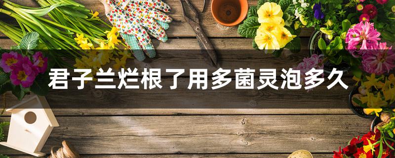 君子兰烂根了用多菌灵泡多久 君子兰烂根了用多菌灵泡多久
