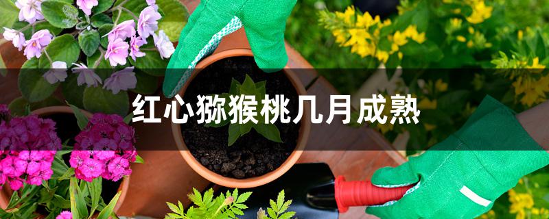 红心猕猴桃几月成熟 红心猕猴桃几月成熟