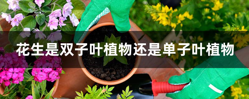花生是双子叶植物还是单子叶植物 花生是双子叶植物还是单子叶植物