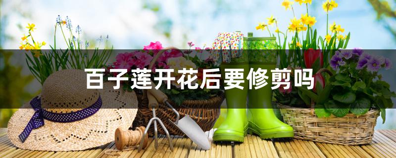 百子莲开花后要修剪吗 百子莲开花后要修剪吗