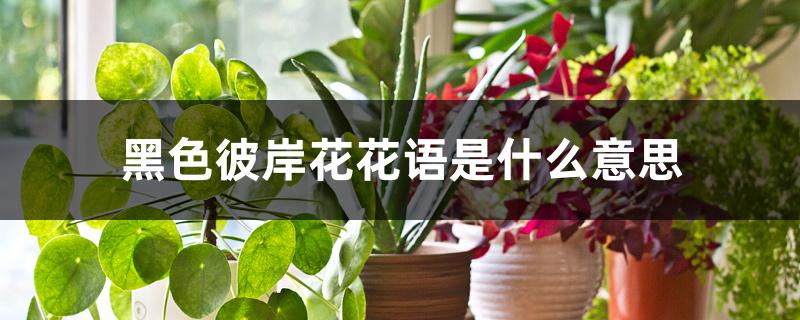 黑色彼岸花花语是什么意思 黑色彼岸花花语是什么意思