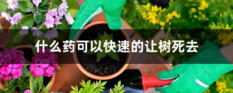 什么药可以快速的让树死去 什么药可以快速的让树死去