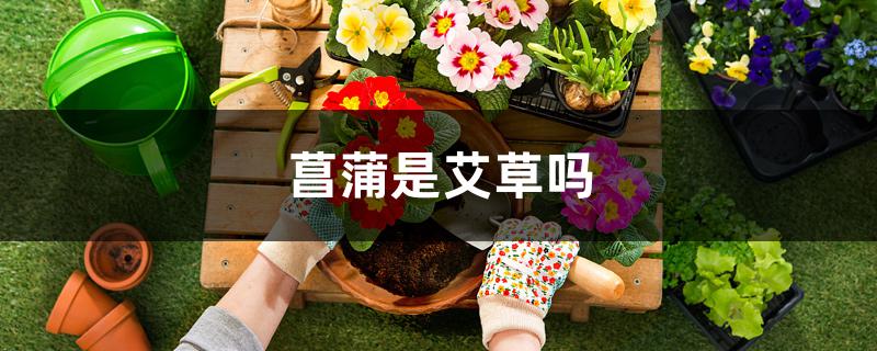 菖蒲是艾草吗 菖蒲是艾草吗