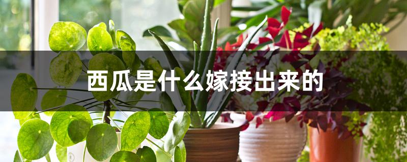西瓜是什么嫁接出来的 西瓜是什么嫁接出来的