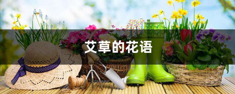 艾草的花语 艾草的花语