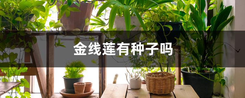 金线莲有种子吗 金线莲有种子吗