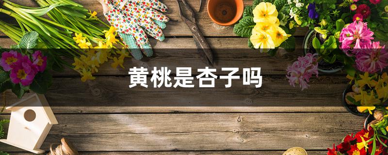 黄桃是杏子吗 黄桃是杏子吗