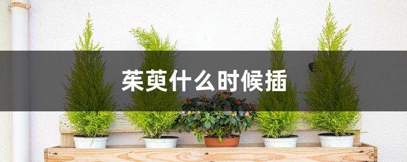 茱萸什么时候插 茱萸什么时候插