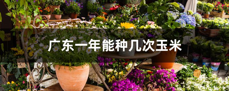 广东一年能种几次玉米 广东一年能种几次玉米