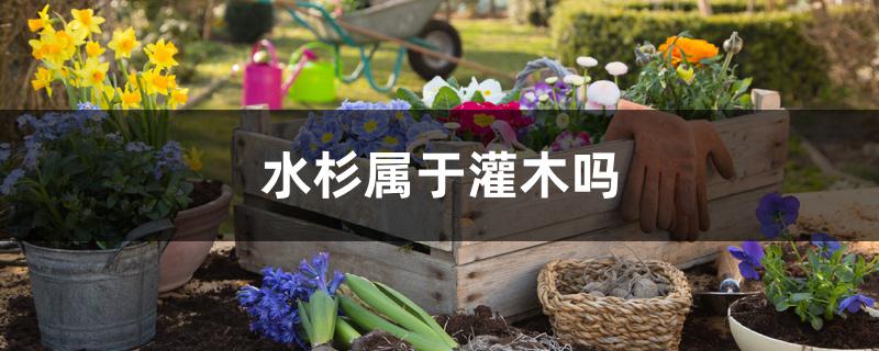 水杉属于灌木吗 水杉属于灌木吗