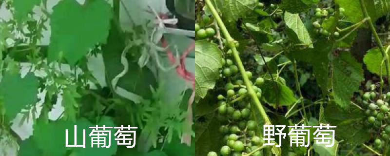 山葡萄与野葡萄区别 山葡萄与野葡萄区别