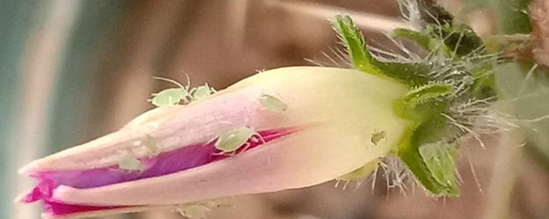 花上有白色粘东西怎么办 花上有白色粘东西怎么办