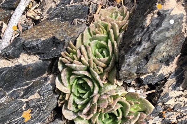 这花别买了,野外冒了一大片,出去挖一捧省下大笔钱! 这花别买了,野外冒了一大片,出去挖一捧省下大笔钱!