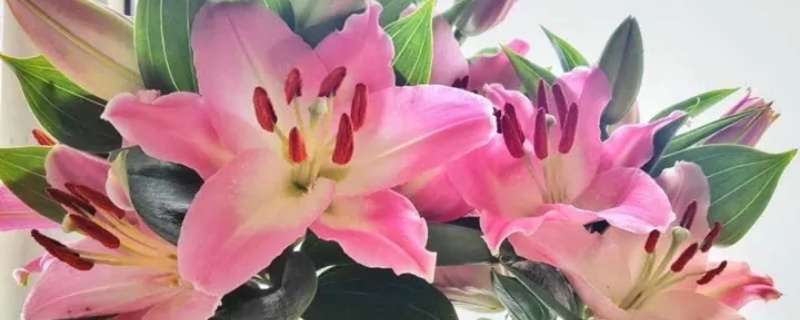 百合类球根花卉繁殖方法都有哪些 百合类球根花卉繁殖方法都有哪些
