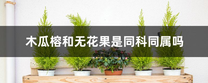 木瓜榕和无花果是同科同属吗 木瓜榕和无花果是同科同属吗