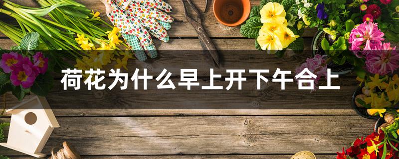 荷花为什么早上开下午合上 荷花为什么早上开下午合上