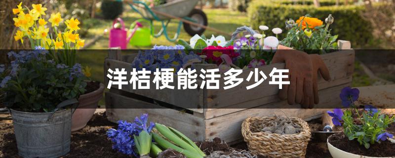 洋桔梗能活多少年 洋桔梗能活多少年