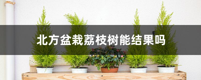 北方盆栽荔枝树能结果吗 北方盆栽荔枝树能结果吗