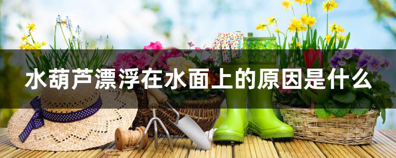 水葫芦漂浮在水面上的原因是什么