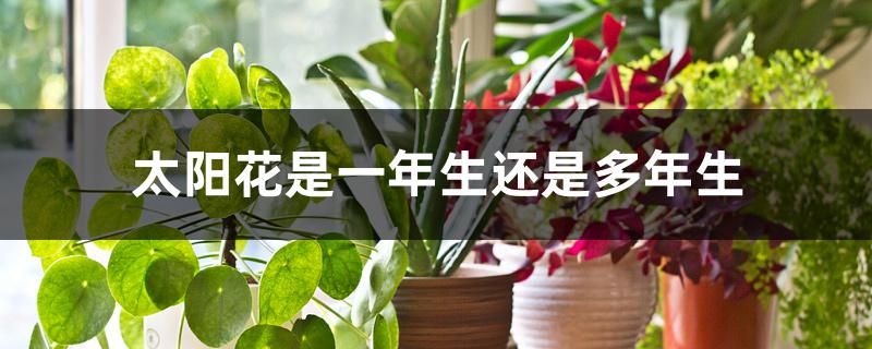 太阳花是一年生还是多年生 太阳花是一年生还是多年生