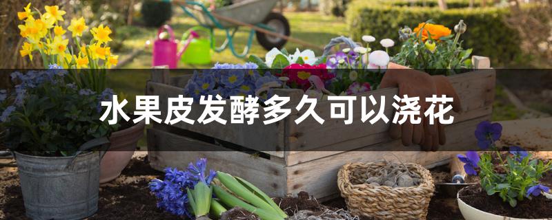 水果皮发酵多久可以浇花 水果皮发酵多久可以浇花