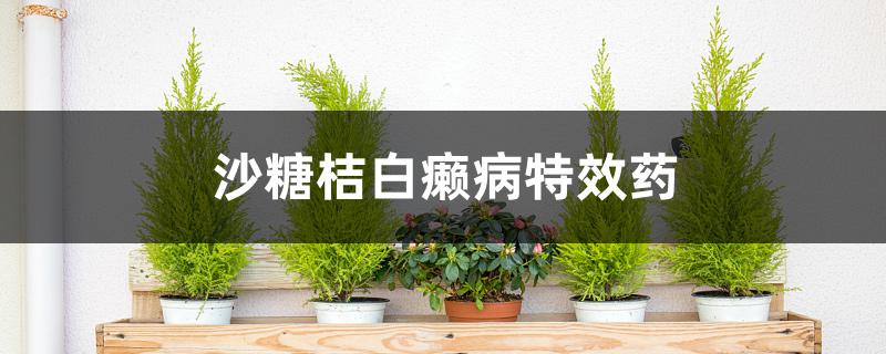 沙糖桔白癞病特效药 沙糖桔白癞病特效药