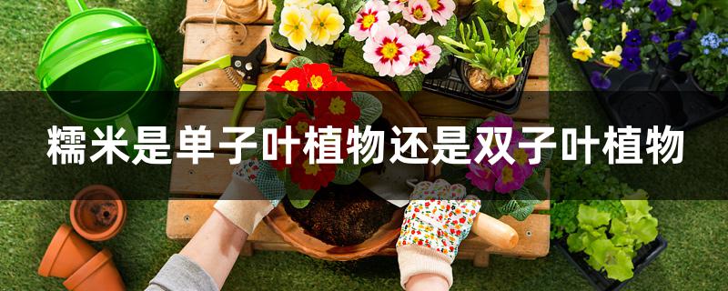 糯米是单子叶植物还是双子叶植物 糯米是单子叶植物还是双子叶植物