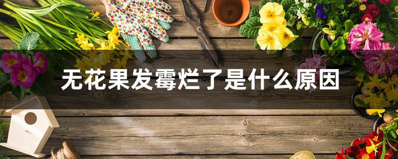 无花果发霉烂了是什么原因 无花果发霉烂了是什么原因