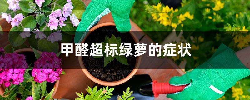 甲醛超标绿萝的症状 甲醛超标绿萝的症状