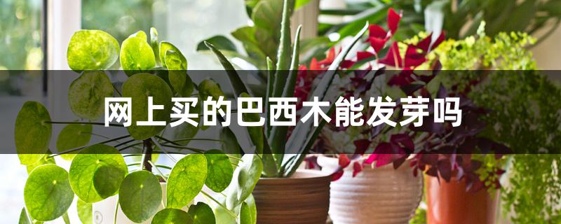 网上买的巴西木能发芽吗 网上买的巴西木能发芽吗