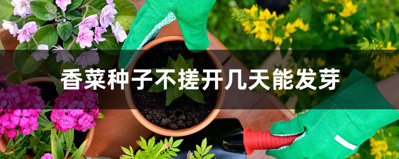 香菜种子不搓开几天能发芽 香菜种子不搓开几天能发芽