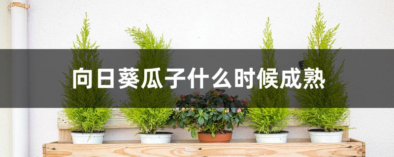 向日葵瓜子什么时候成熟 向日葵瓜子什么时候成熟