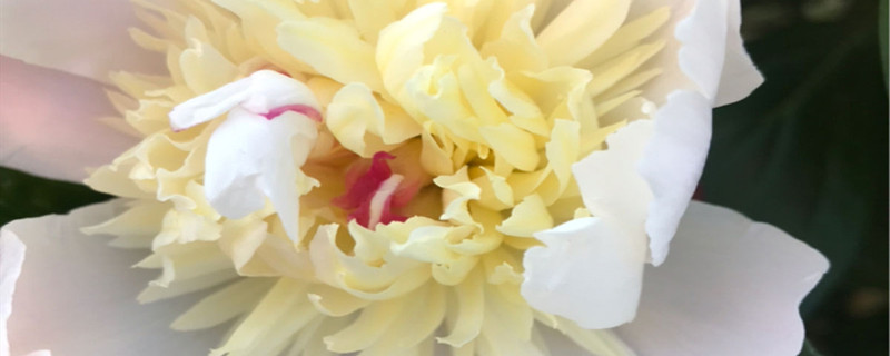 白芍药花语寓意 白芍药花语寓意