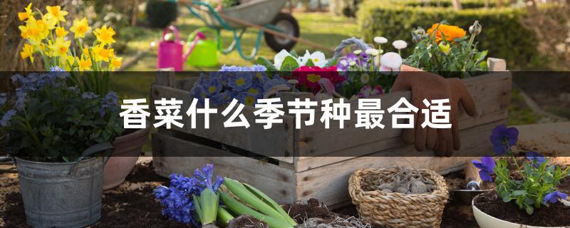 香菜什么季节种最合适 香菜什么季节种最合适
