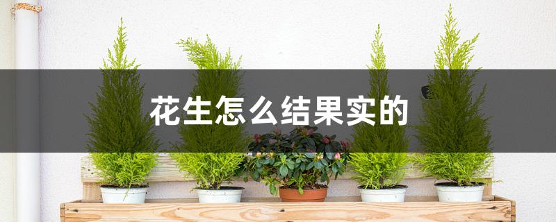 花生怎么结果实的