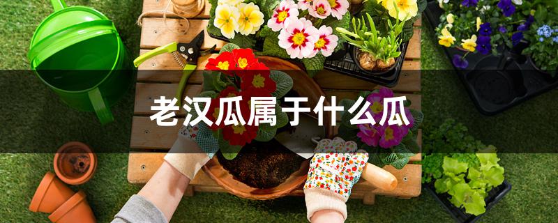 老汉瓜属于什么瓜 老汉瓜属于什么瓜