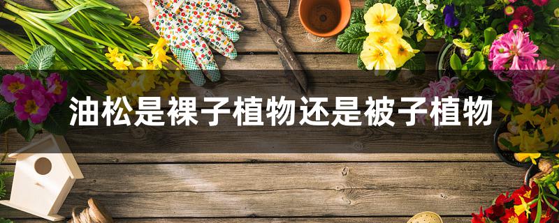 油松是裸子植物还是被子植物 油松是裸子植物还是被子植物