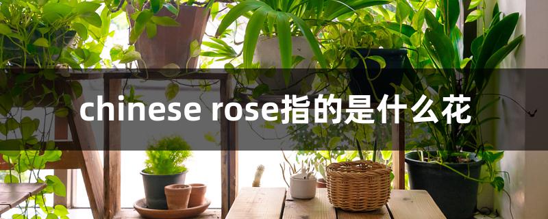 chinese rose指的是什么花 chinese rose指的是什么花