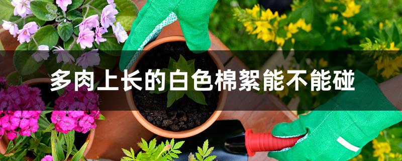 多肉上长的白色棉絮能不能碰 多肉上长的白色棉絮能不能碰