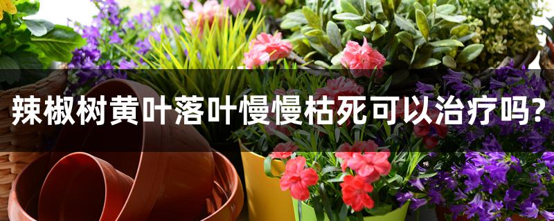 辣椒树黄叶落叶慢慢枯死可以治疗吗? 辣椒树黄叶落叶慢慢枯死可以治疗吗?